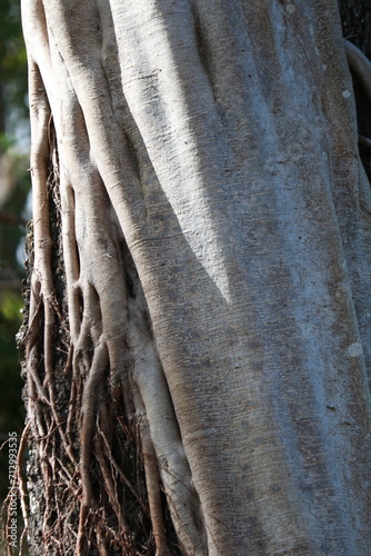 close up of a bark