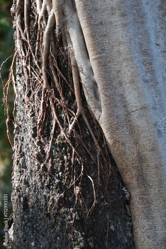 close up of a tree trunk