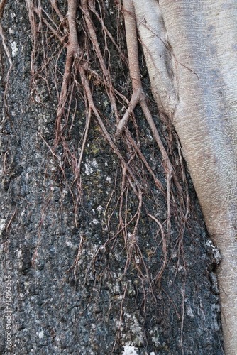 close up of a trunk