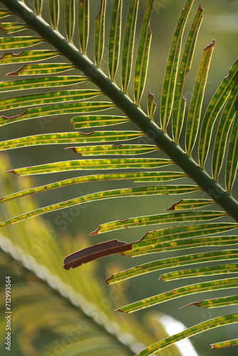 palm tree leaf