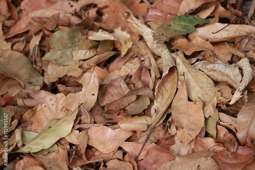 dry leaves background