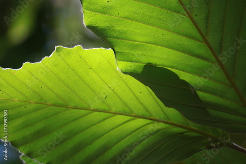 green leaf background