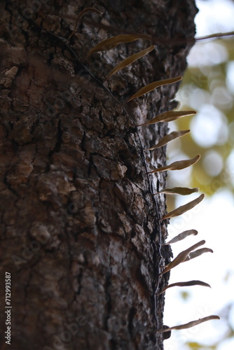 close up of a tree trunk
