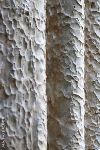 bark of a tree
