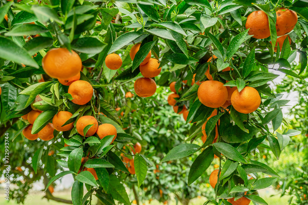 Tangerine tree or Citrus tangerina completely covered with ripe fruits. Great harvest in the orchard.