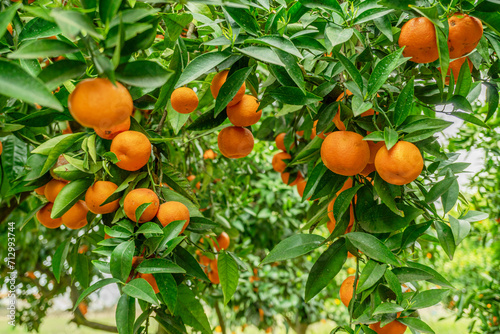 Tangerine tree or Citrus tangerina completely covered with ripe fruits. Great harvest in the orchard.