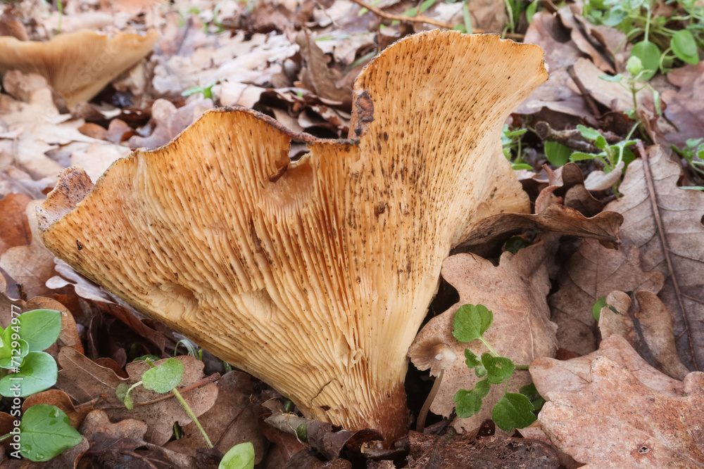 Mushroom poisonous image view particular nature Mushroom poisonous image view particular nature