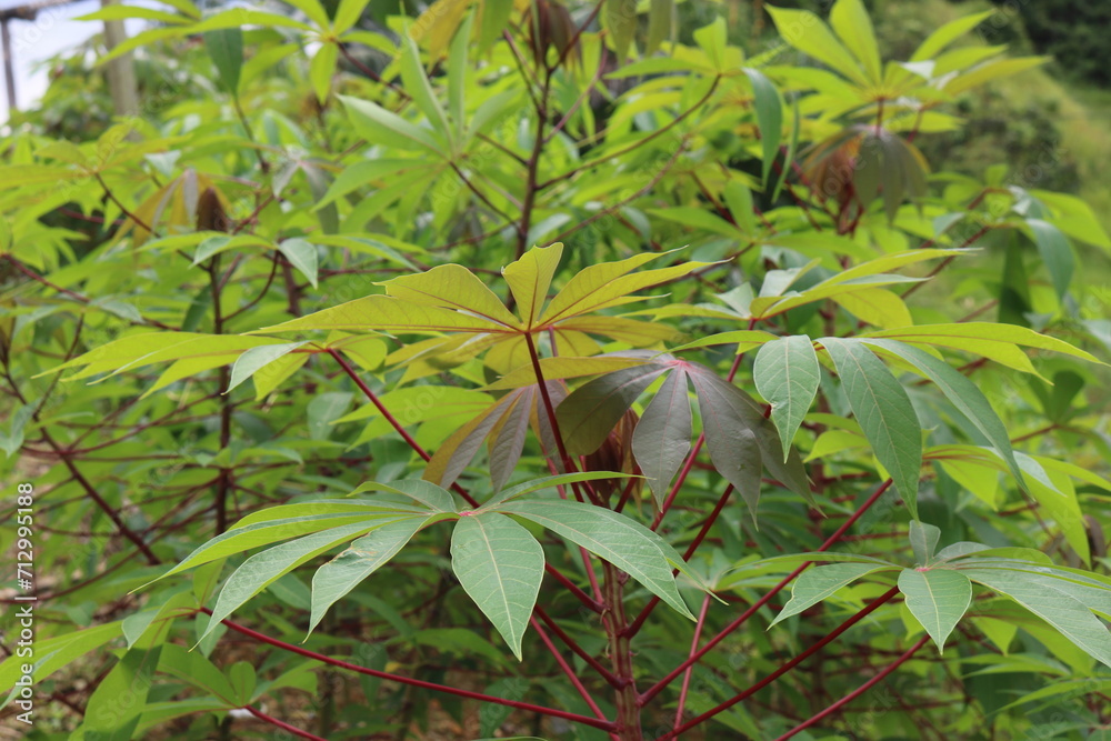 Cassava leaves are green in Latin Cassava leaves are green in Latin
