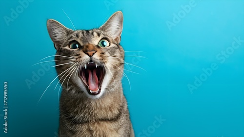 Excited cat on blue background. Copy space background
