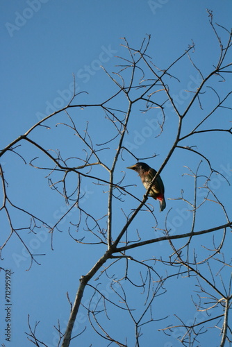 bird on a tree