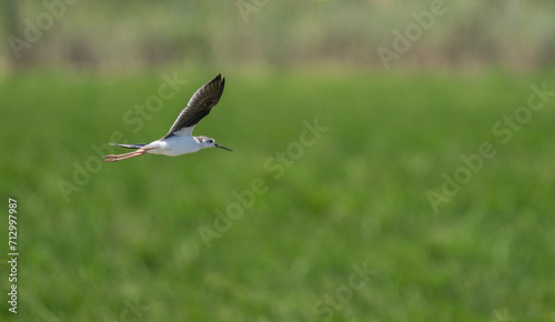 Black-winged Stilt in flight over the marshes of the Ebro delta  © ezequiel