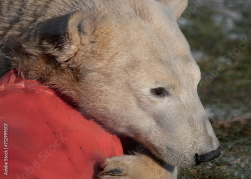 A very close up image of a polar bear. It shows just the face as it plays with a red traffic cone