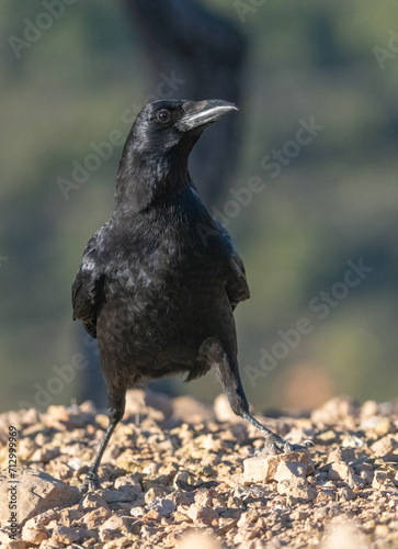 Carrion Crow on the ground at sunrise 