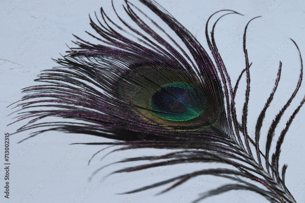 Obraz premium A Closeup shot of Peacock feather on a white isolated wall background, closeup