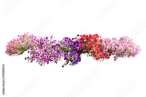 Fototapeta Naklejka Na Ścianę i Meble -  colorful flowers plant bush with leaves isolated