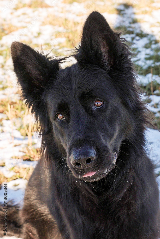 Black Old German Shepherd looks cute and inquisitive