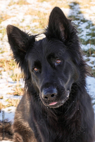 Black Old German Shepherd looks cute and inquisitive