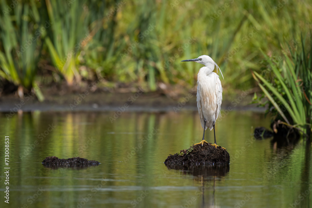 Naklejka premium A little egret on a sunny day in summer