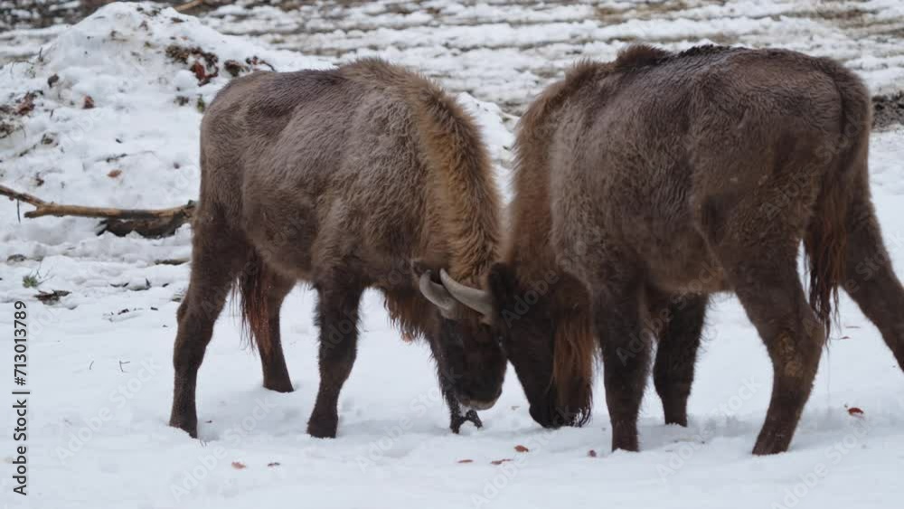 European bison in the winter forest European bison in the winter forest