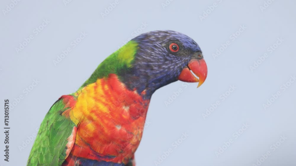 Colorful Parrot in Motion Colorful Parrot in Motion