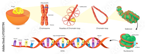 Cell, Chromosome structure, rosettes of chromatin loop, solenoid, nucleosome and DNA(Deoxyribonucleic Acid). Thymine, Adenine, Guanine, Cytosine, Sugar phosphate backbone and base pair.  photo