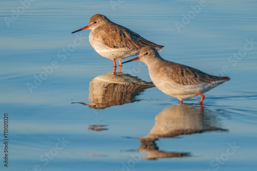 Fototapeta Naklejka Na Ścianę i Meble -  in izmir sasalı bird paradise, flamingos, pelicans, egrets, grey herons, sand birds, cormorants are feeding wildly
