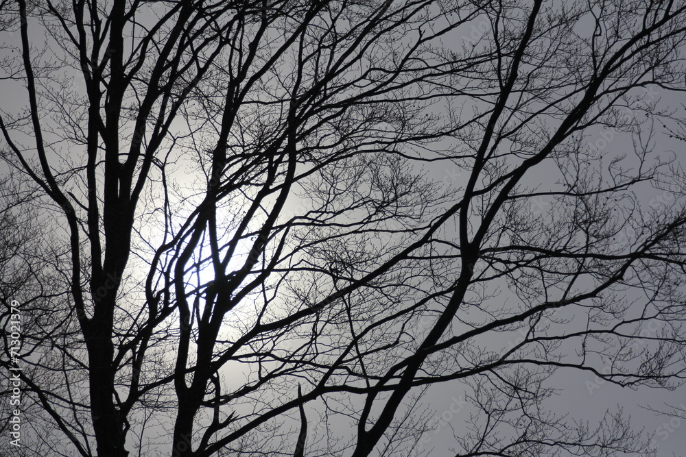 Fototapeta premium The vibrant sun rays pierce through the green foliage, casting a delightful glow on the tree branches.