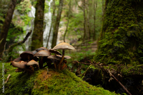 Setas en el bosque