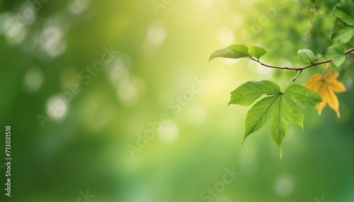 Leaf and branch tree. decoration with soft focus light and bokeh background