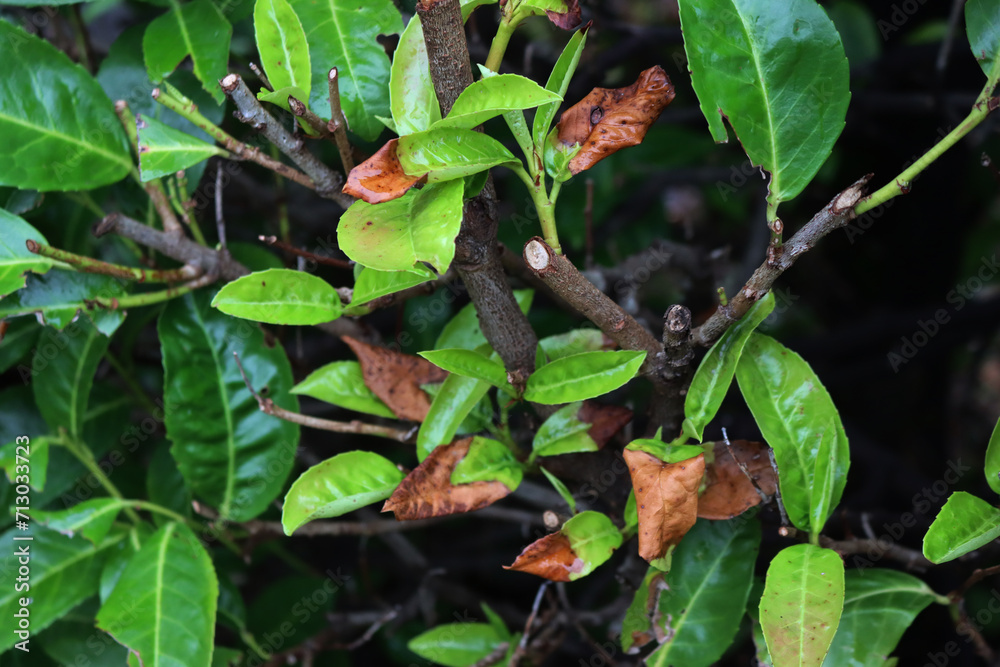  Young green leaves of Cherry laurel bush damaged by frost. Prunus laurocerasus tree with  brown dry tips of leaves 