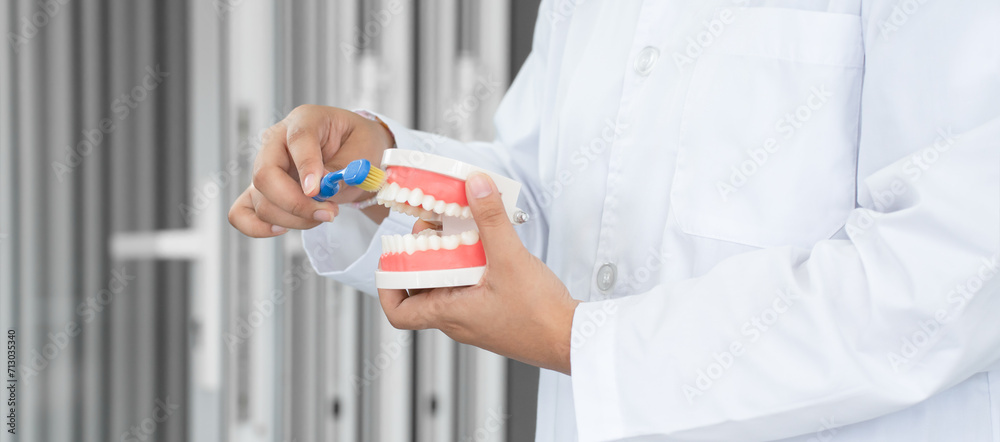 Dentist holding a jaw model and toothbrush, demonstrating right way to clean teeth and gums by brushing properly. Oral and Dental Health. Side view Dentist holding a jaw model and toothbrush, demonstrating right way to clean teeth and gums by brushing properly. Oral and Dental Health. Side view