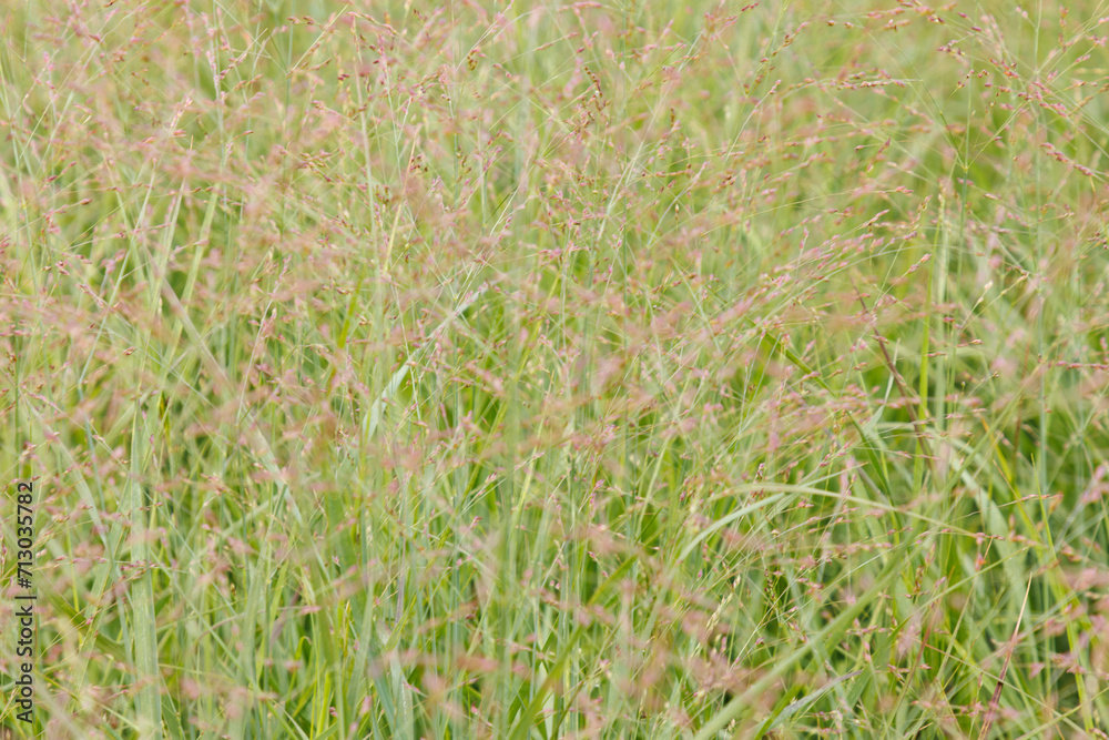 Purpur-Rutenhirse (Panicum virgatum 'Shenondoah') Purpur-Rutenhirse (Panicum virgatum 'Shenondoah')
