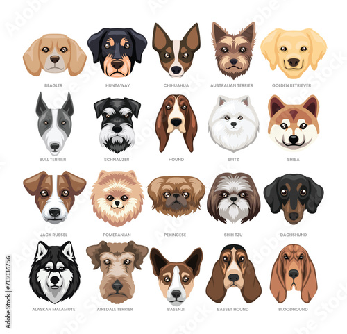 Different types of dog head set collection, Domestic dog breeds and hybrids, cartoon dog faces avatar, vector illustration, suitable for education poster infographic guide catalog, flat style.