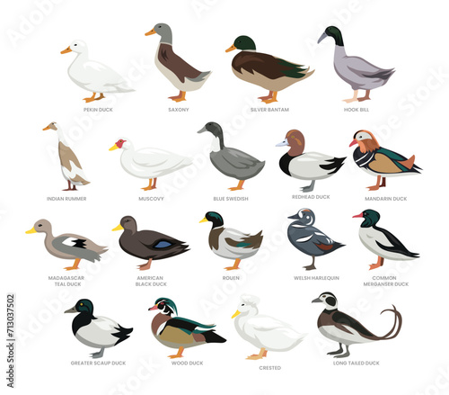 Different types of duck set collection, breeds of domestic duck cartoon, poultry farming, vector illustration, suitable for education poster infographic guide catalog, flat style.