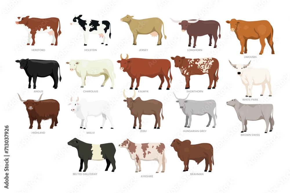Different types of cow set collection, breeds of domestic cow cartoon, dairy farming, calf vector illustration, suitable for education poster infographic guide catalog, flat style.