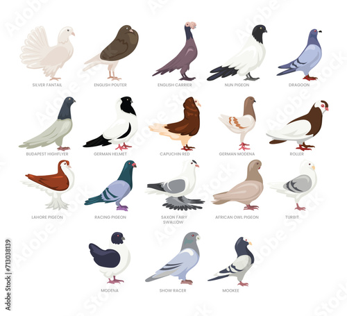 Different types of pigeon set collection, breeds of domestic dove pigeon bird cartoon, poultry farming, vector illustration, suitable for education poster infographic guide catalog, flat style.