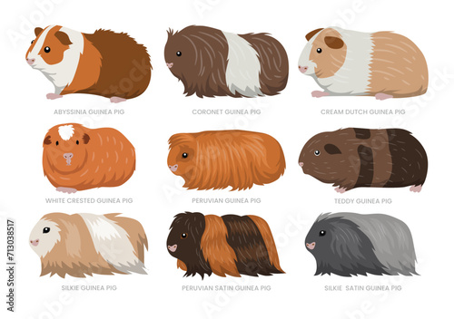 Different types of guinea pig set collection, breeds of domestic guinea pig cartoon, mammal farming,pet rodent vector illustration, suitable for education poster infographic guide catalog, flat style.