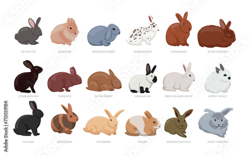 Different types of rabbit set collection, breeds of domestic rabbit cartoon, mammal farming, pet bunny vector illustration, suitable for education poster infographic guide catalog, flat style photo