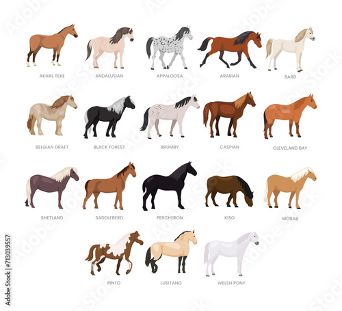 Different types of horse set collection, breeds of domestic horse cartoon, dairy farming, foal horse vector illustration, suitable for education poster infographic guide catalog, flat style