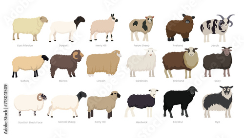 Different types of sheep set collection, breeds of domestic sheep cartoon, dairy farming, lamb sheep vector illustration, suitable for education poster infographic guide catalog, flat style photo