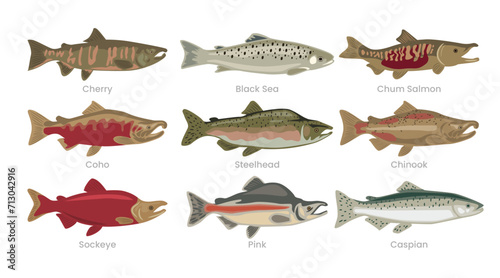 Different types of salmon set collection, various domestic salmon cartoon, marine sea underwater animals fish, vector illustration, suitable for education poster infographic guide catalog, flat style. © sisapagi