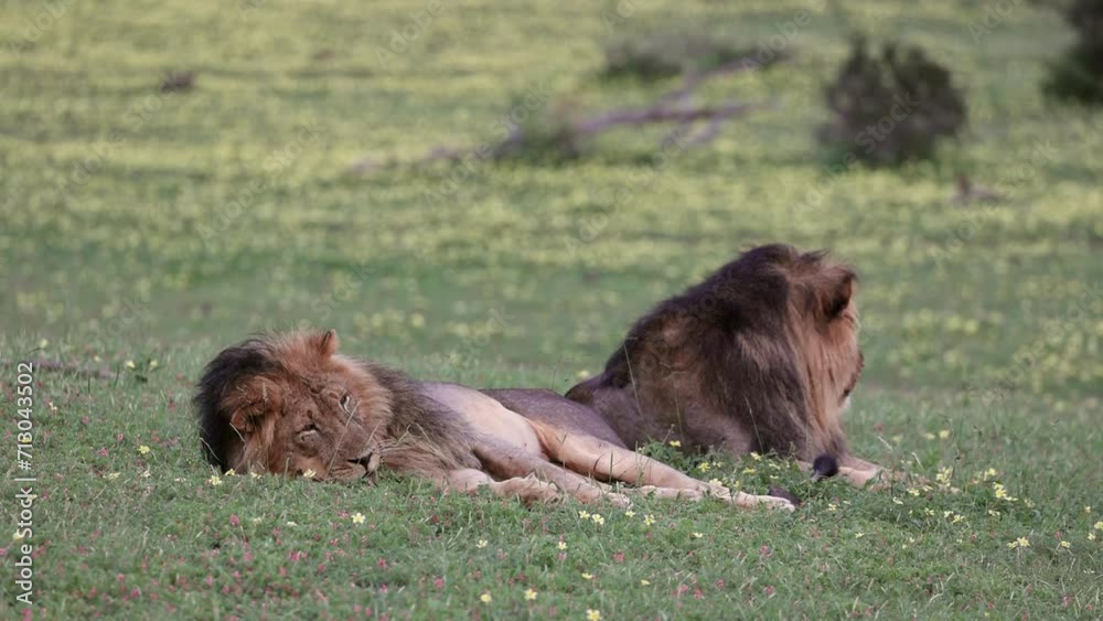 Sleepy Male Lion Touching Its Nose Whilst Lying Next To Its Brother