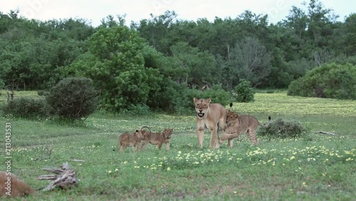 Running Lion Cub Jumps Onto Its Mother in Mashatu, Botswana photo