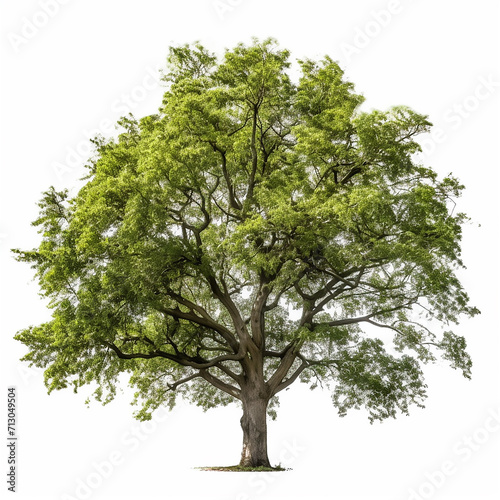 A green tree on a white background