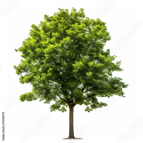 A green tree on a white background