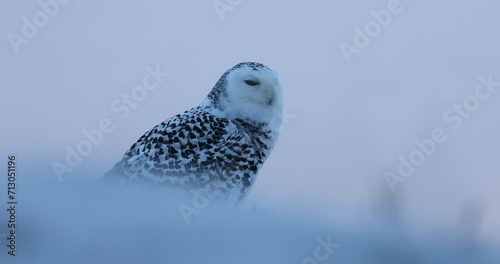 Owl at sunrise. Snowy owl, Bubo scandiacus, perched in snow in frosty morning. Arctic owl observing surroundings. Beautiful white polar bird with yellow eyes. Winter in wild nature. Isolated on white.