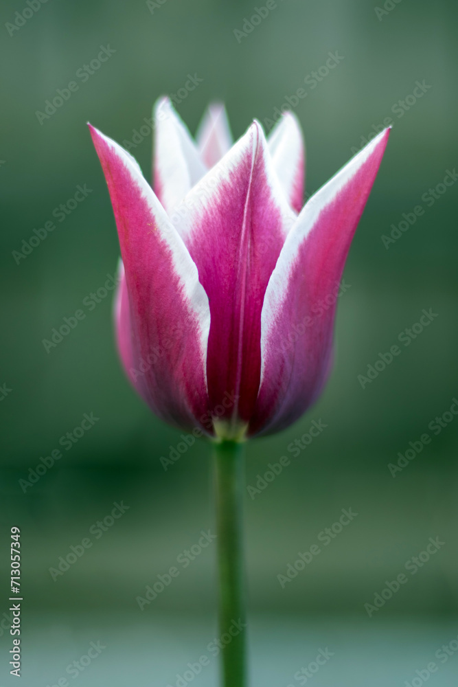 Spring flowers growing in an outdoor garden. One lily-shaped tulip in the shape of a lily. A genus of perennial herbaceous bulbous plants.