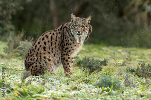 Adult male Iberian Lynx in a Mediterranean oak forest at first light on a cold winter day