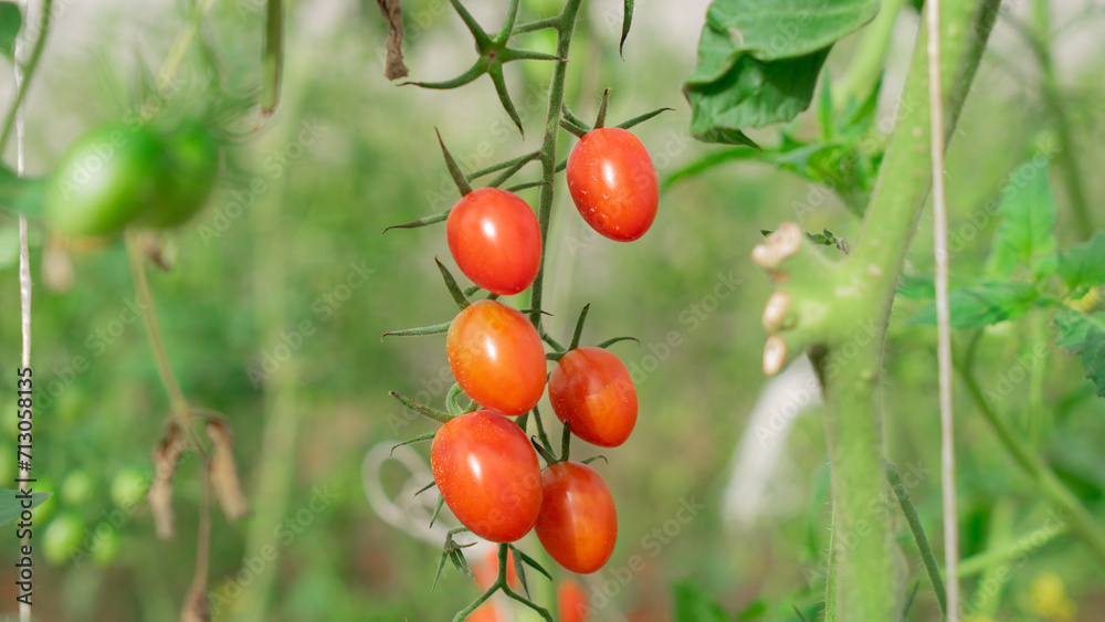 Productivity of plants emerging from stubs The fruit looks orange when ripe. Can be eaten as a snack Or you can use it to cook food. The branches and stems are bright green. There are soft white hairs