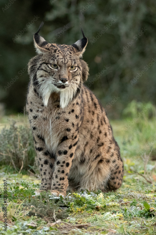 Iberian Lynx in a Mediterranean forest with the first lights of a cold winter day Iberian Lynx in a Mediterranean forest with the first lights of a cold winter day